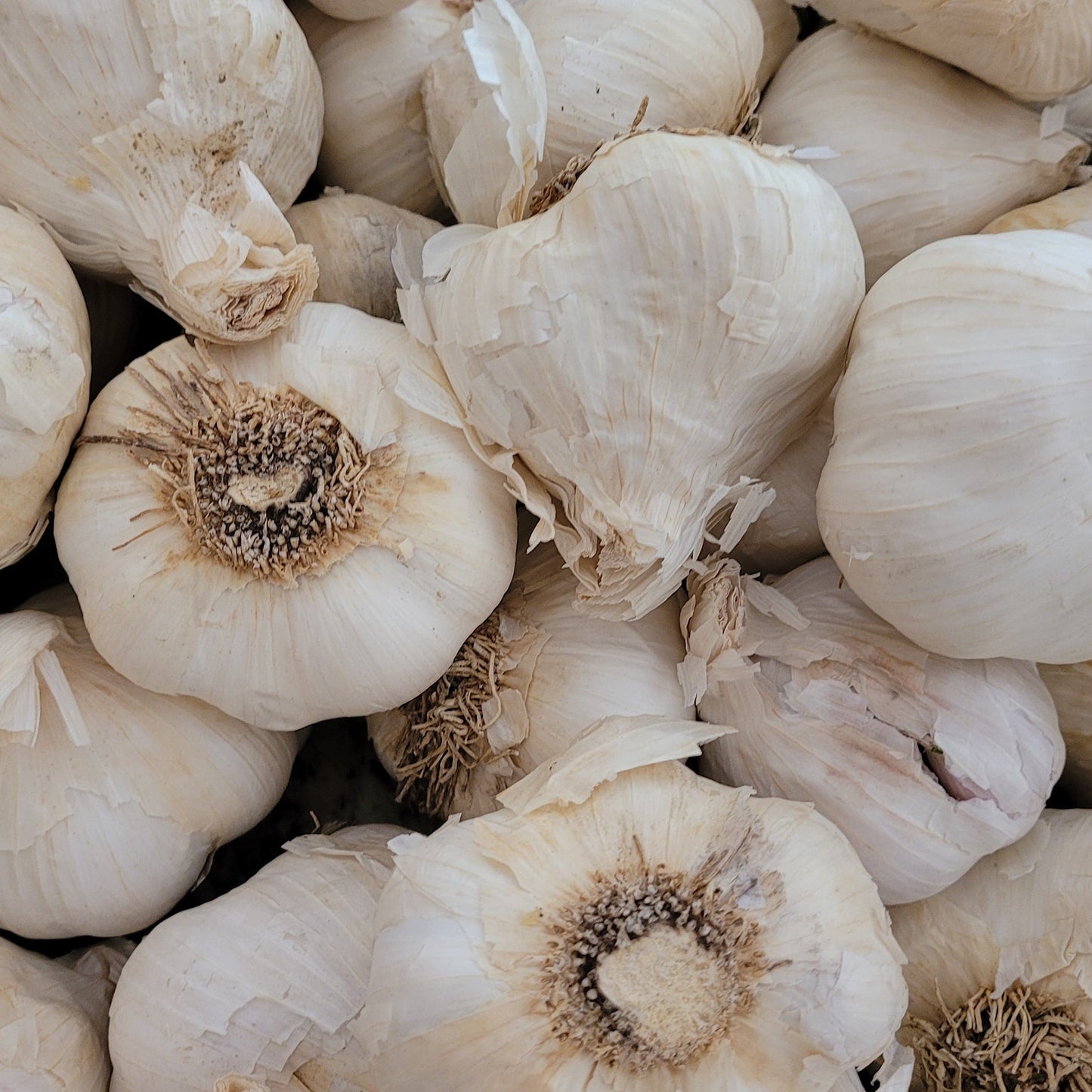 Garlic Blend